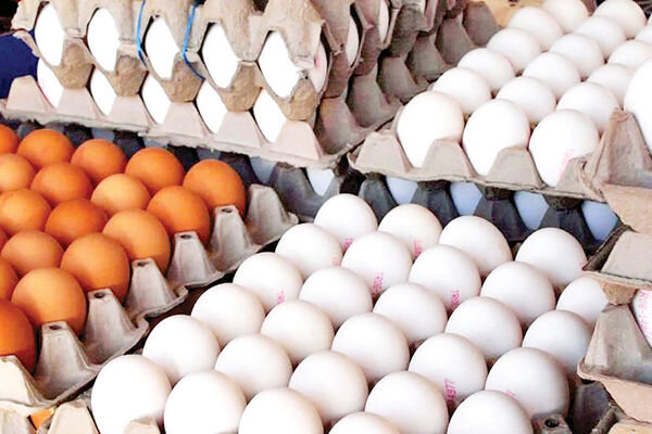  افزایش قیمت تخم مرغ هنوز مصوب نشده