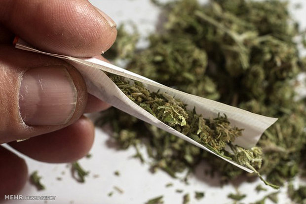 «گل» سومین مخدر مصرفی در کشور شناسایی شد...