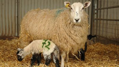 فناوری نانو باعث باروری گوسفندان شد