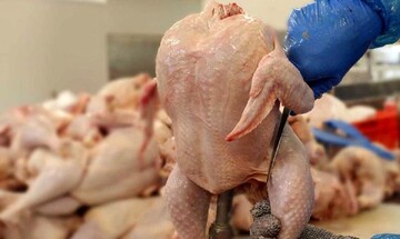 مصوبه تعیین قیمت مرغ زنده/ اعلام جزییات