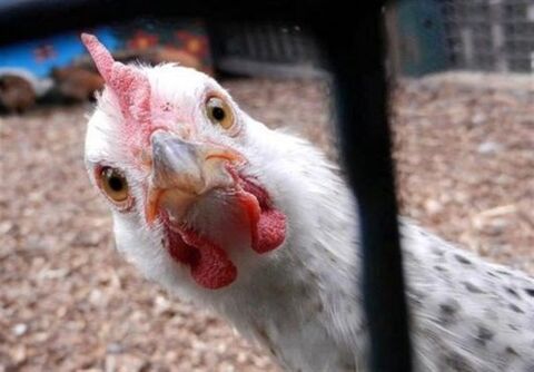 توقیف 5 تن محموله مرغ بدون مجوز در گیلان