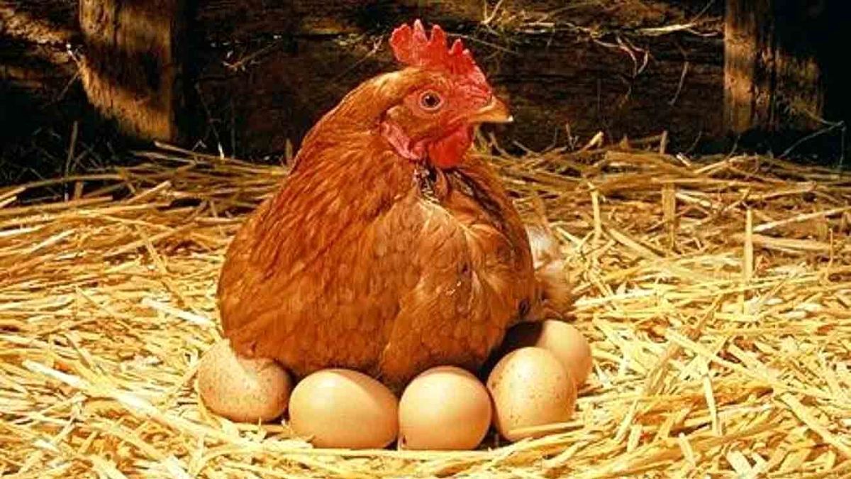 آیا تخم مرغ گران شده است؟/ قیمت هر شانه 30 عددی و تخم مرغ بسته بندی شده را ببینید