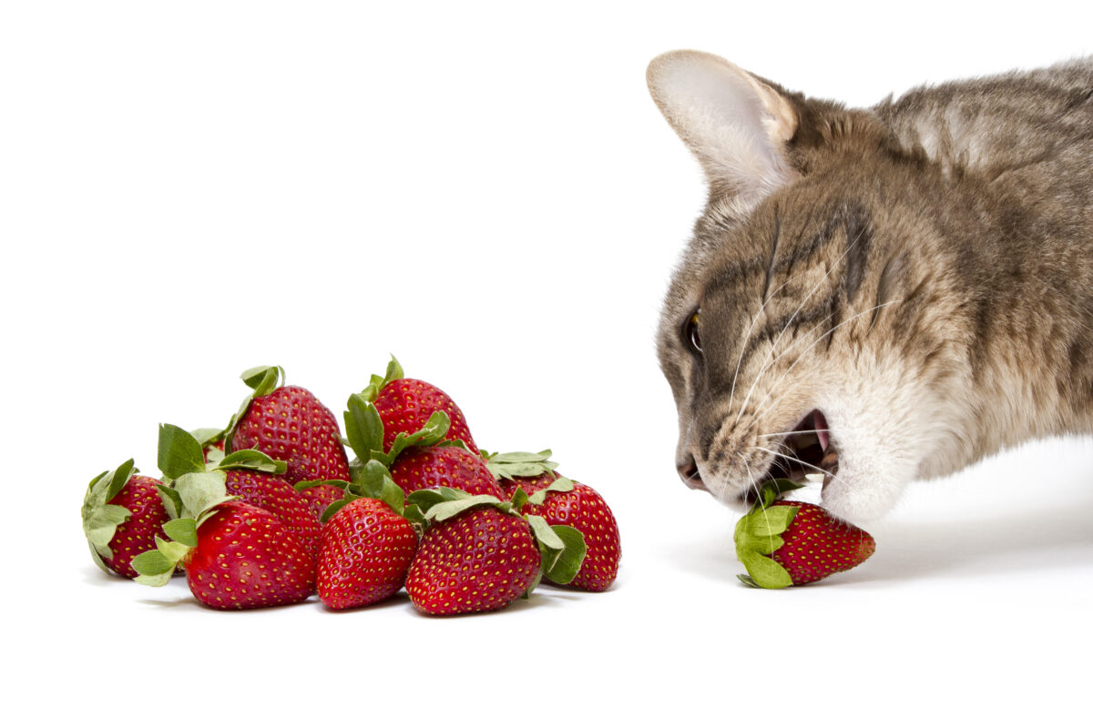 کدام میوه ها برای گربه مفید و کدام مضر و ممنوع است؟