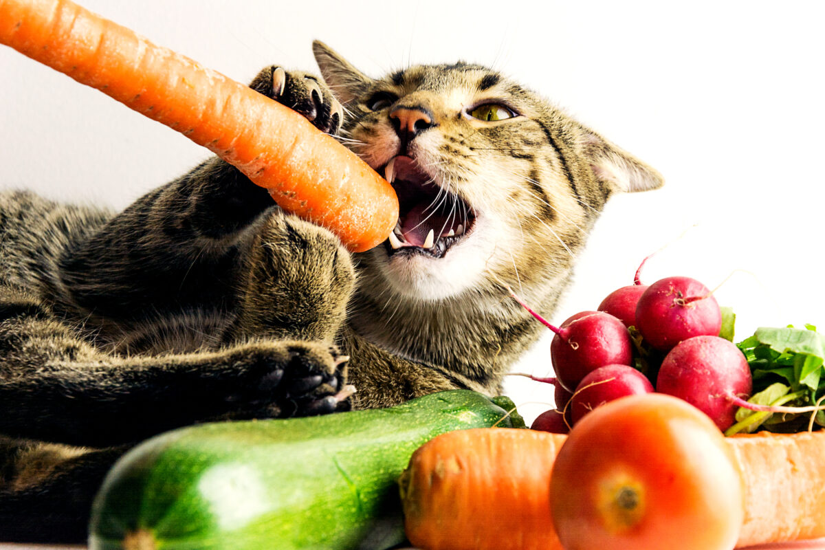 کدام میوه ها برای گربه مفید و کدام مضر و ممنوع است؟