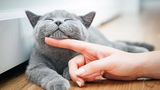 ۱۰ نکته ای که گربه‌ دوستان باید بدانند؛ حیوان خانگی شما از چه چیزی متنفر است؟