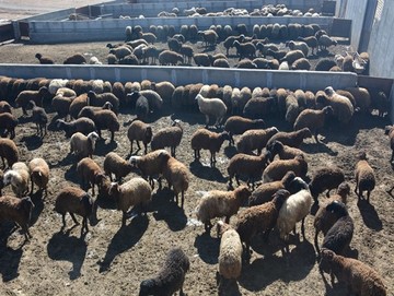 خشکسالی در کمین تولید گوشت قرمز ‌/ واردات دام افغانستانی به ایران